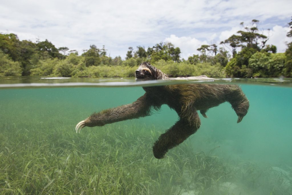 Get To See The Three Toed Sloth With Costa Rica Sloth Tours