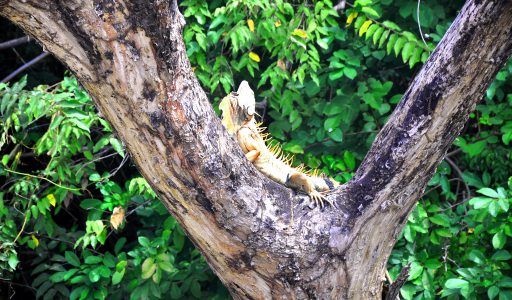 Palo Verde National Park by boat