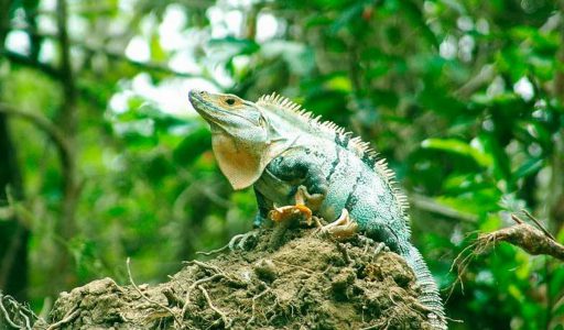 rincon de la vieja national park rincon de la vieja national park