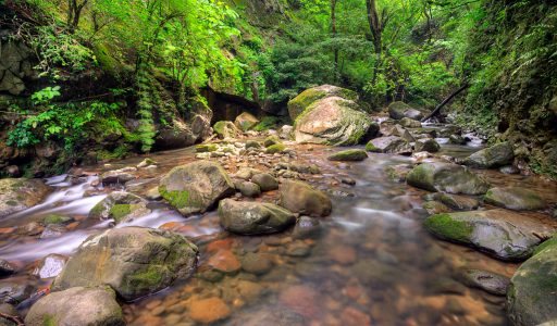 Oropendola-Waterfalls
