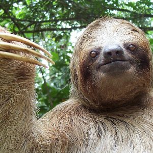 costa rica wildlife sanctuary