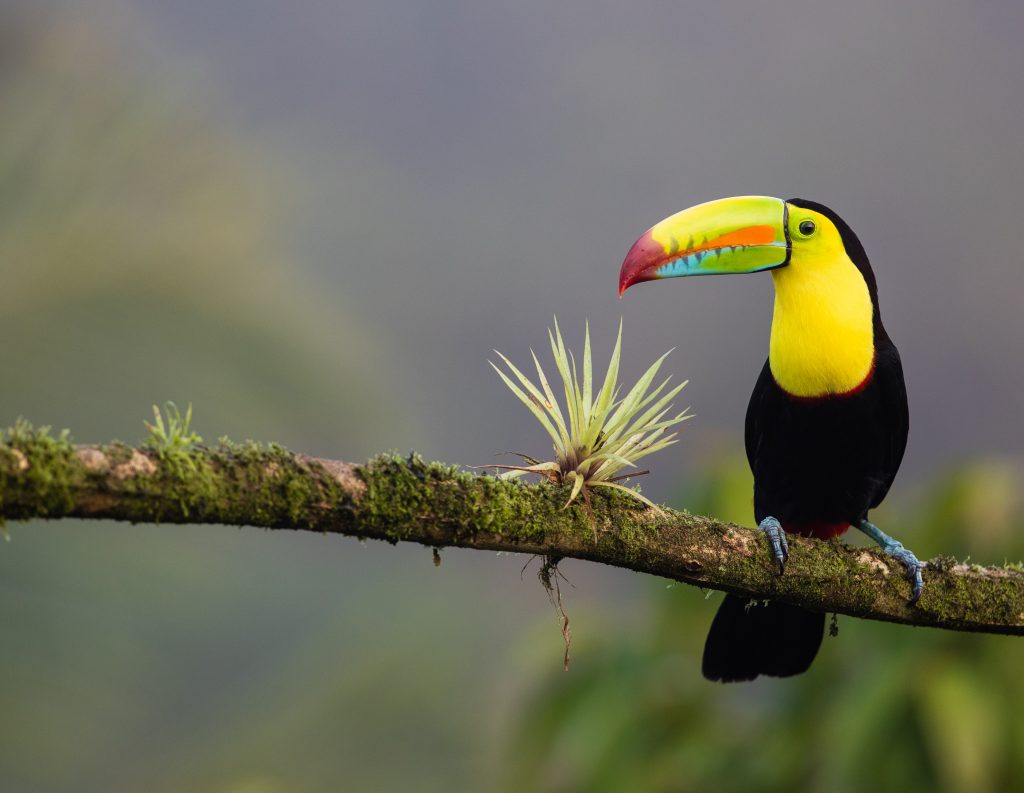 book transfer Costa Rica