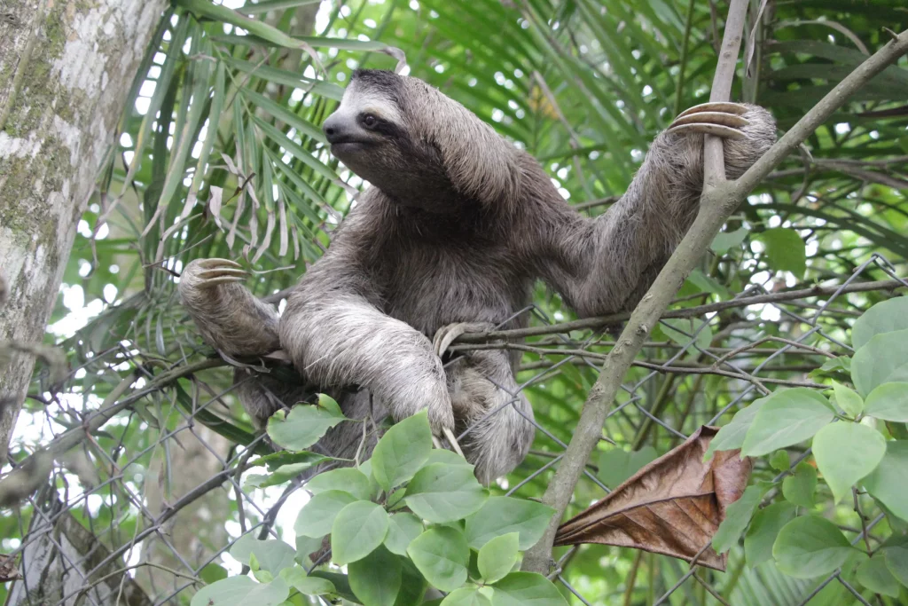 Enjoy from adventure tours Costa Rica and get to know the Sloths of this country