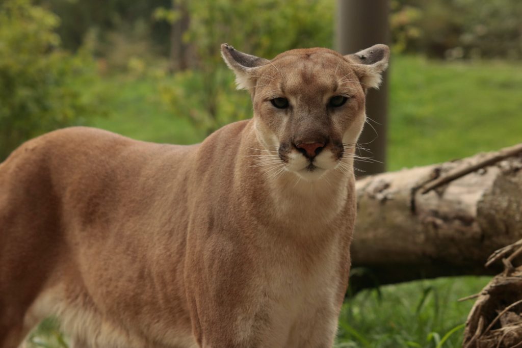 Spotting Cougars,one of the things to do in Guanacaste Costa Rica