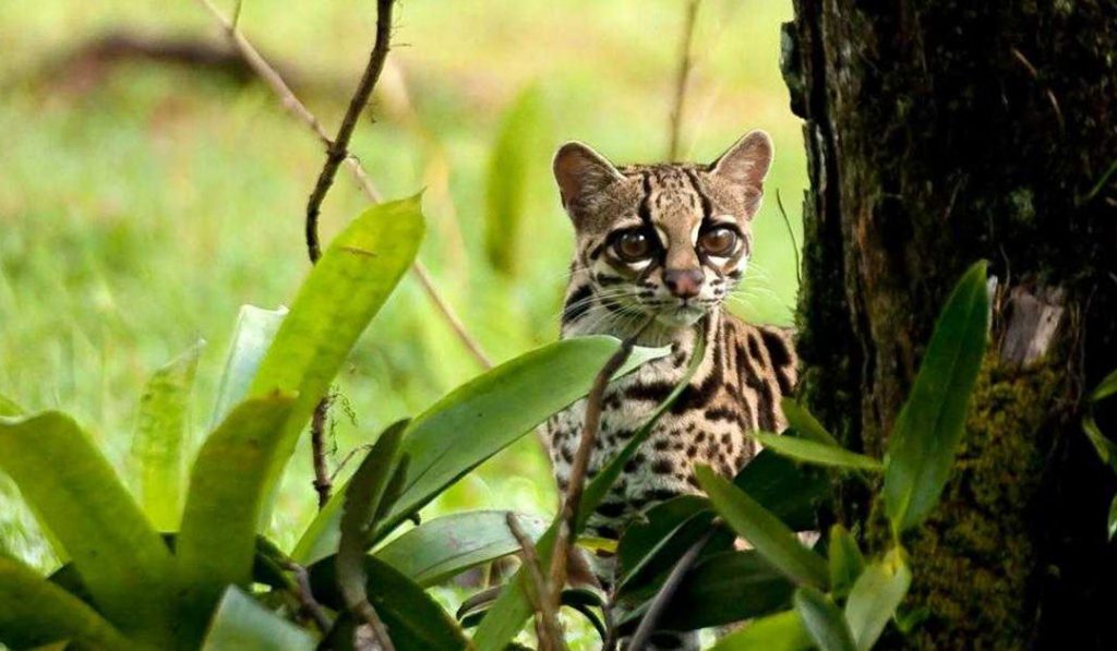 Things to do in Guanacaste Costa Rica: Spotting the Ocelot