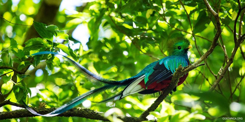 Spotting The Resplendent Quetzal in Guanacaste, one of the best things to do in Guanacaste Costa Rica