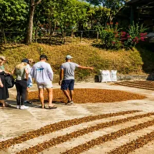 Nicoya Blue Zone Coffee Tour